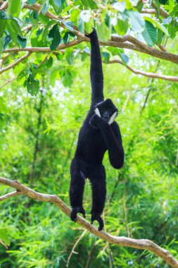 Beyaz yanaklı gibbon