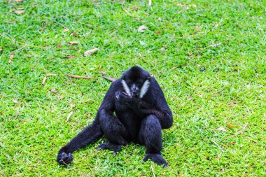 Beyaz yanaklı gibbon