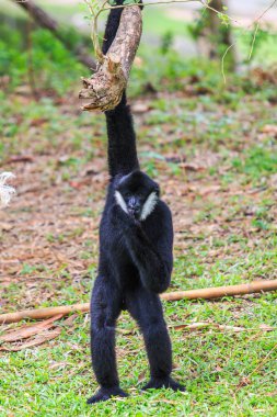 Beyaz yanaklı gibbon