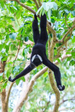 Beyaz yanaklı gibbon