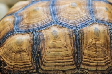 Kaplumbağa arka plan