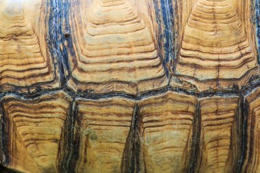 Kaplumbağa arka plan