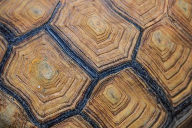 Kaplumbağa arka plan