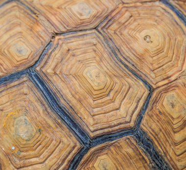 Kaplumbağa arka plan