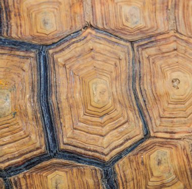 Kaplumbağa arka plan