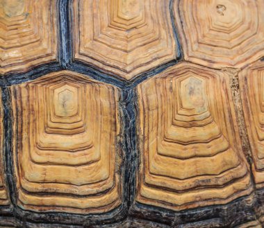 Kaplumbağa arka plan