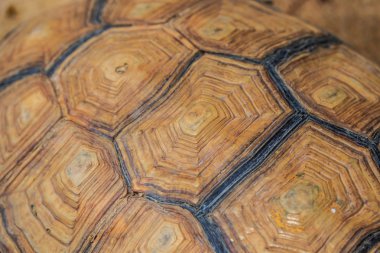 Kaplumbağa arka plan