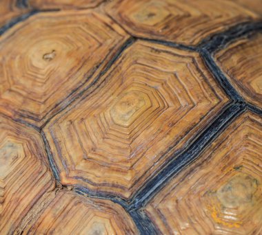 Kaplumbağa arka plan