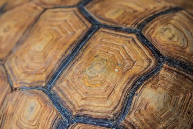 Kaplumbağa arka plan