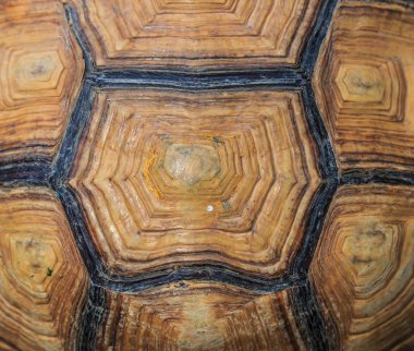 Kaplumbağa arka plan