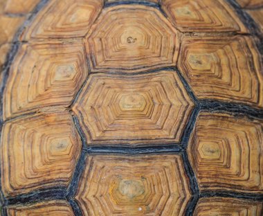 Kaplumbağa arka plan