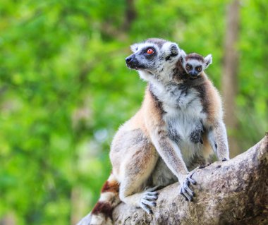Ring-Tailed Lemurlar hayvanlar