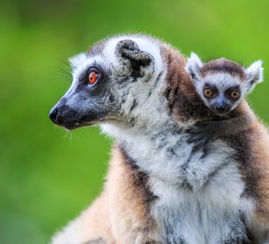 Ring-Tailed Lemurlar hayvanlar