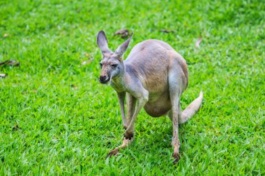 Kangaroo on green grass clipart