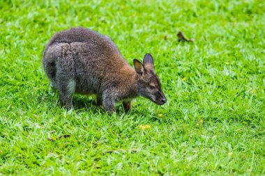 Bennet'in kanguru yeşil çimenlerin üzerinde