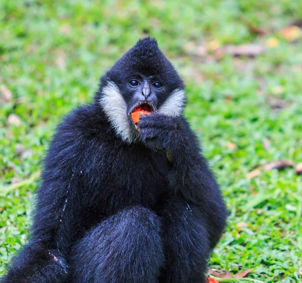 Beyaz yanaklı gibbon — Stok fotoğraf