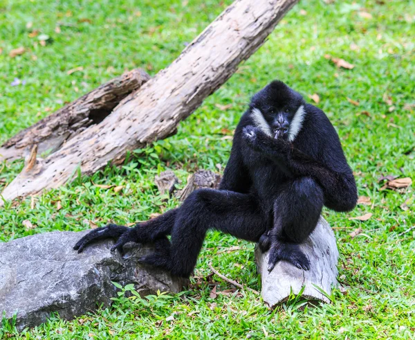 Bílými tvářemi gibbon — Stock fotografie