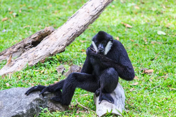 White cheeked gibbon — Stock Photo, Image