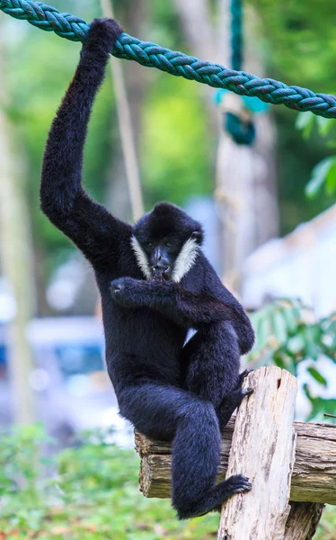 Beyaz yanaklı gibbon — Stok fotoğraf