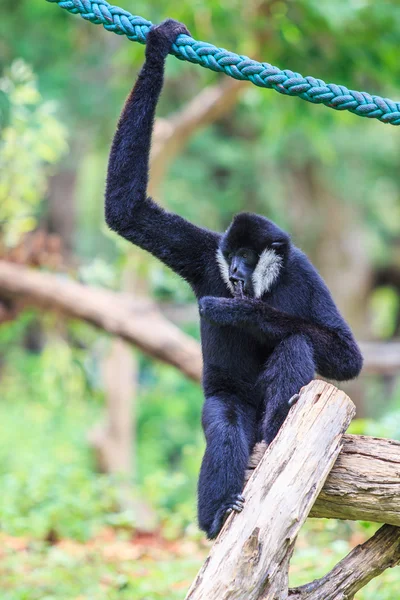 White cheeked gibbon — Stock Photo, Image