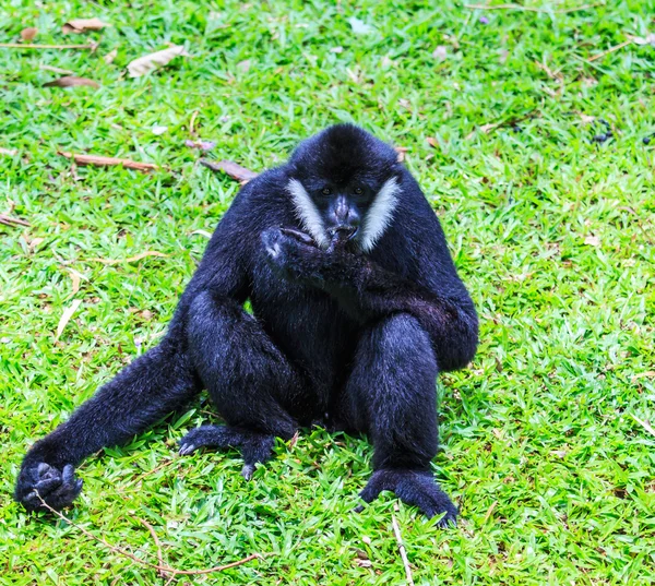 White cheeked gibbon — Stock Photo, Image