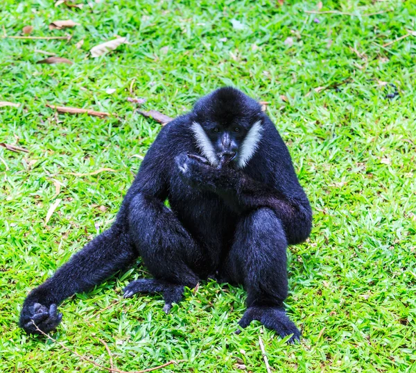 Gibbon de mejillas blancas —  Fotos de Stock