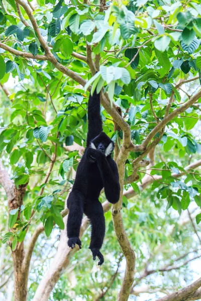 Beyaz yanaklı gibbon — Stok fotoğraf