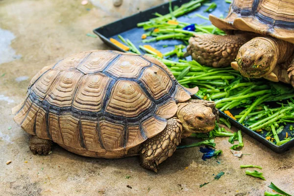 Liebenswerte Schildkröten Tiere — Stockfoto