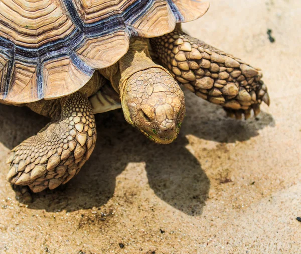 Entzückendes Schildkrötentier — Stockfoto