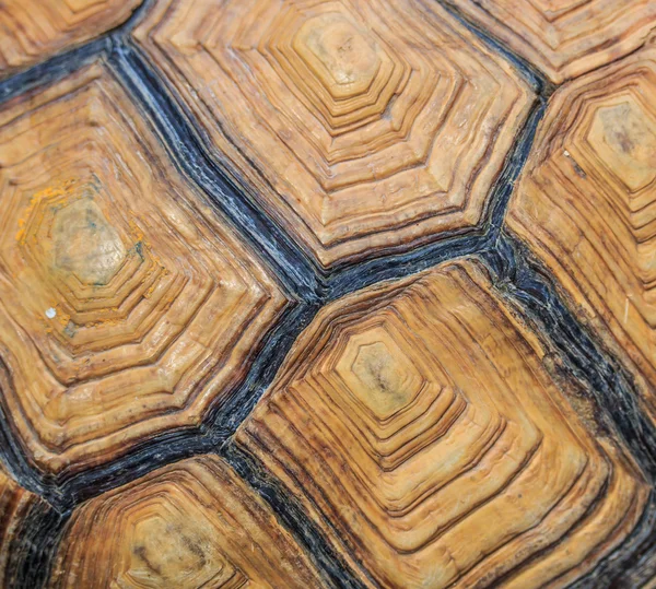 Abstrakter Schildkrötenhintergrund — Stockfoto