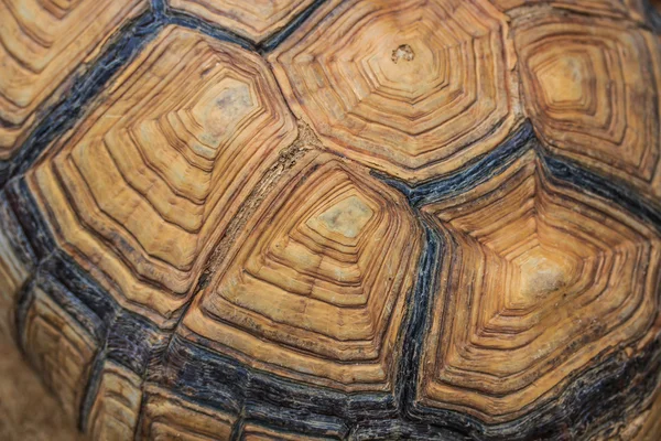 Abstrakter Schildkrötenhintergrund — Stockfoto