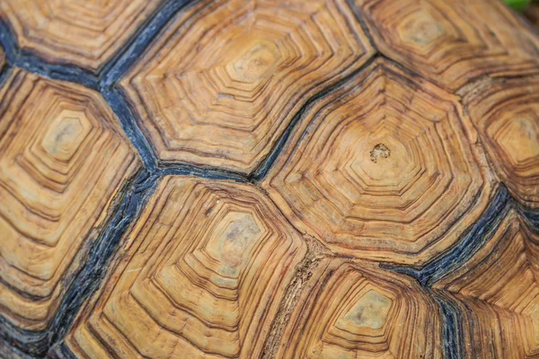 Абстрактный фон черепахи — стоковое фото