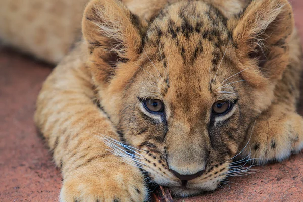 Carino cucciolo di leone — Foto Stock