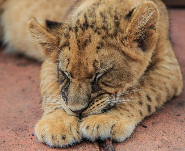 Carino cucciolo di leone — Foto Stock