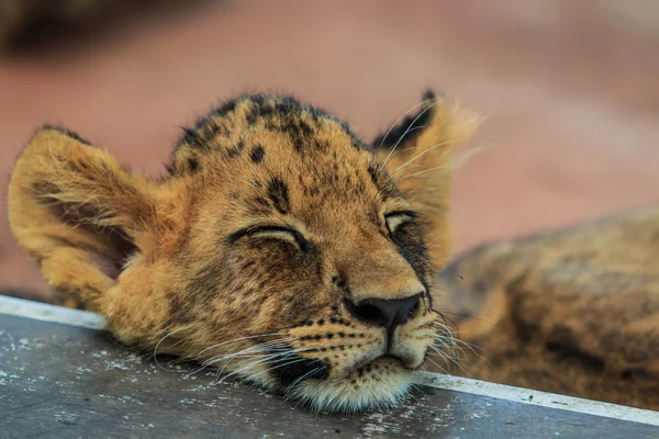 Sevimli aslan yavrusu — Stok fotoğraf