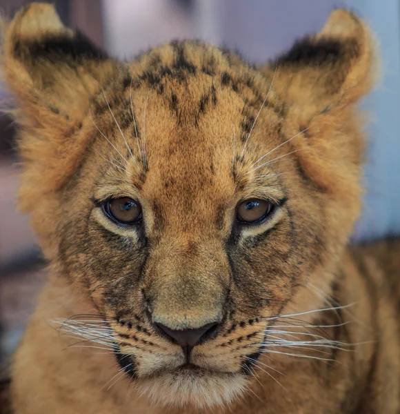 かわいいライオンの子 — ストック写真