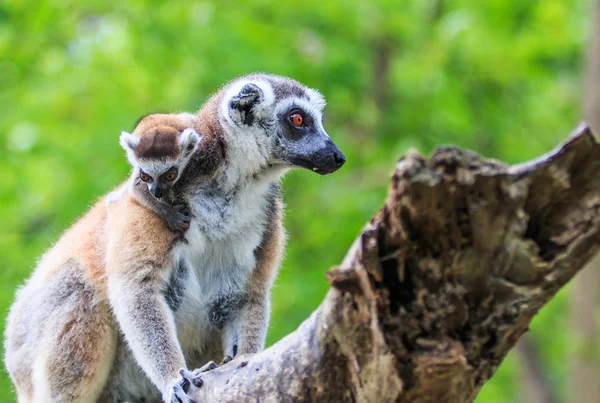 Ring-tailed lemurer djur — Stockfoto