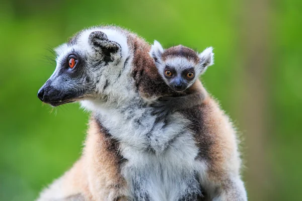Ring-tailed lemurer djur — Stockfoto