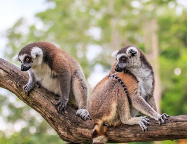 Blech Maki's dieren — Stockfoto