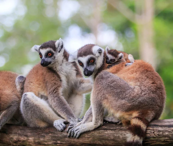 Ring-tailed lemurer djur — Stockfoto