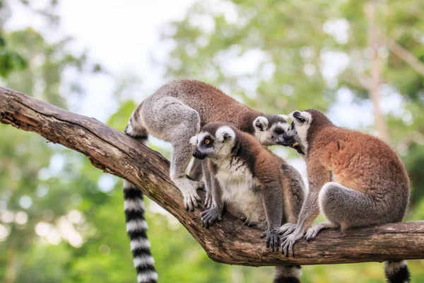 Ring-tailed lemurs animals — Stock Photo, Image