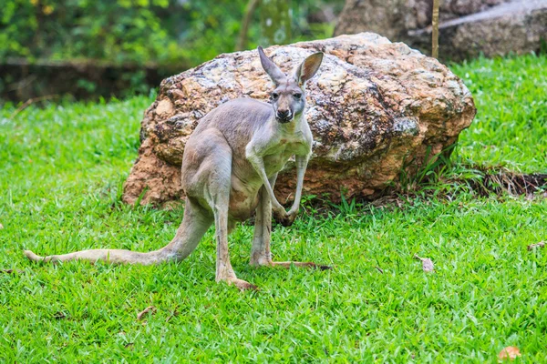 Känguru auf grünem Gras — Stockfoto