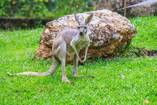 Canguro sobre hierba verde —  Fotos de Stock