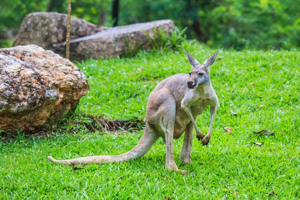 Kanguru yeşil çimenlerin üzerinde — Stok fotoğraf