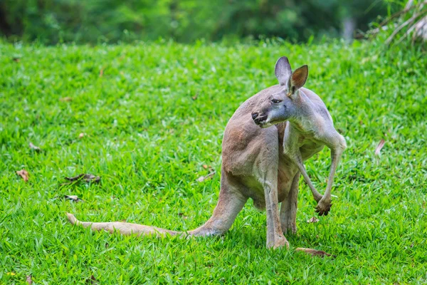 Känguru auf grünem Gras — Stockfoto