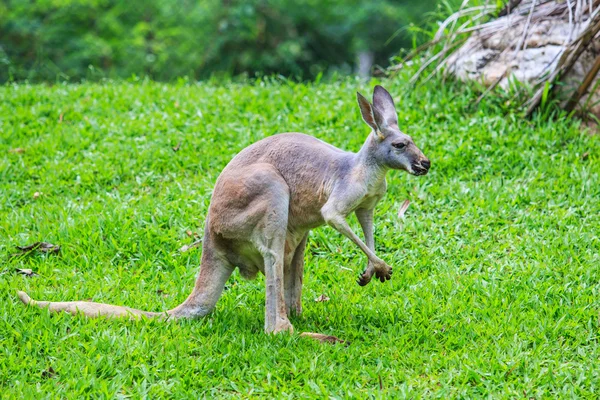 Känguru auf grünem Gras — Stockfoto