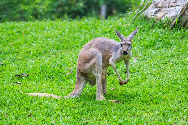 Kangourou sur herbe verte — Photo