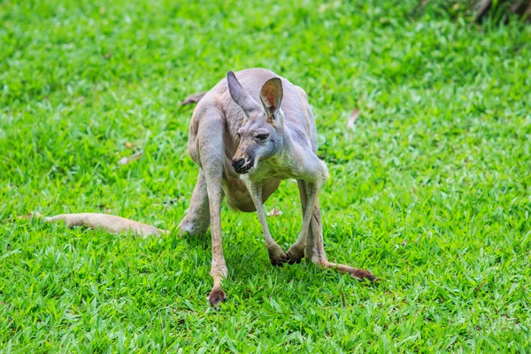 Canguro sull'erba verde — Foto Stock