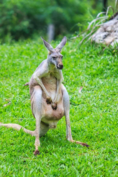 Canguro sull'erba verde — Foto Stock