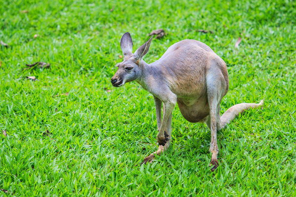 Kangaroo on green grass